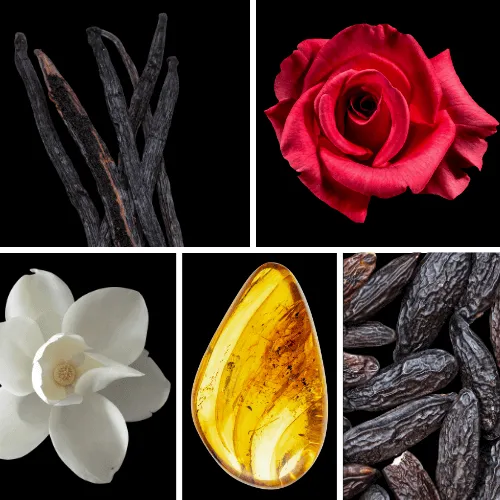 Duftnoten: Vanille, Rose, Magnolie, Bernstein, Tonkabohne